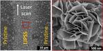 Out-of-plane growth of 2D molybdenum diselenide nanosheets on ultrafast laser-structured substrates